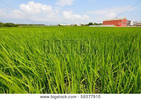 Rice farm in the country, Hualien, Taiwan, Asia