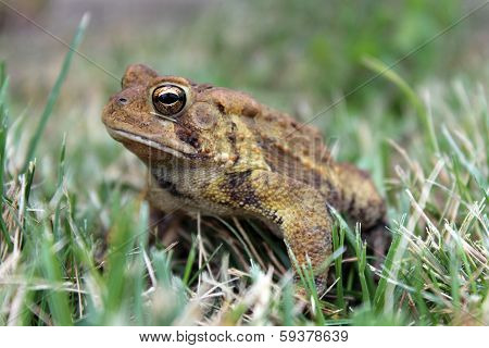 Toad In Grass