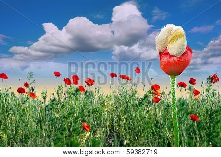 Field Of Red Poppies