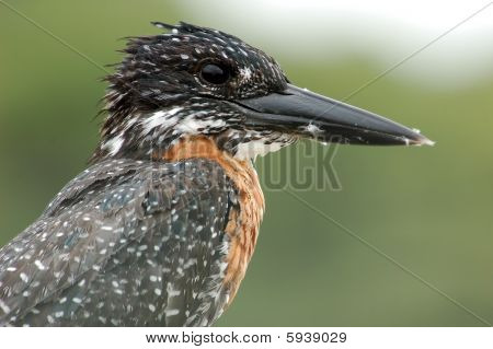 Dev Kingfisher; Megaceryle Maxima