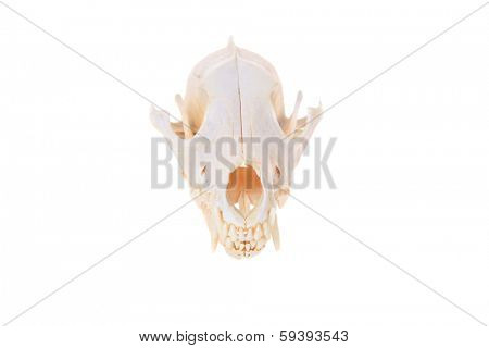 Various views of a Genuine Skull of a Coyote AKA Canis Latrans isolated on a white with room for your text. Coyotes are an important animal in the eco system and help keep rodents from over populating