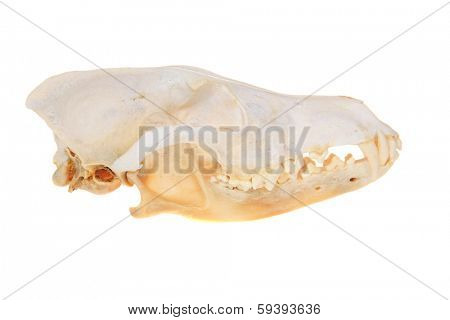 Various views of a Genuine Skull of a Coyote AKA Canis Latrans isolated on a white with room for your text. Coyotes are an important animal in the eco system and help keep rodents from over populating