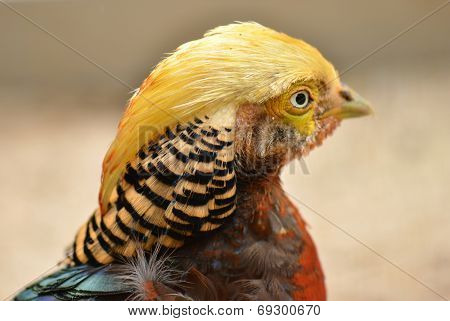 Golden Pheasant (Chrysolophus pictus)