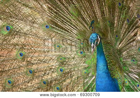 Close-up of Peacock displaying it's wings