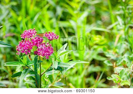 Swamp Milkweed