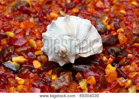 amber and seashell