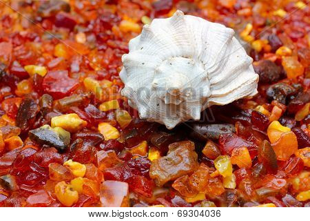 amber and seashell