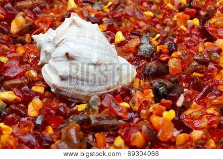 amber and seashell