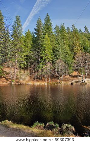 Forest Lake