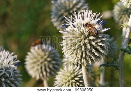 Inflorescence Echinops Horizontal Close Up