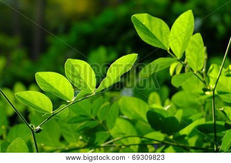 green leaf