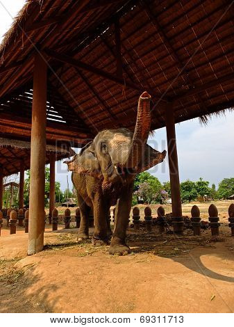 Elephant