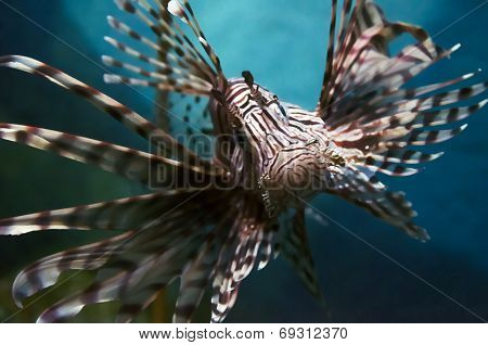 fish in a water