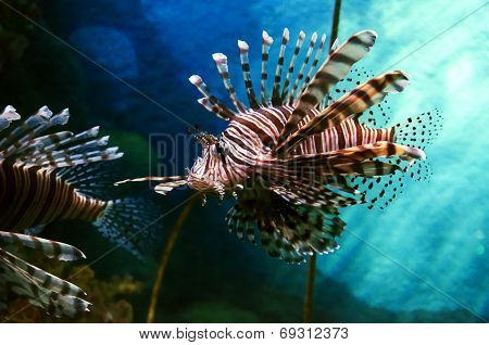 fish in a water