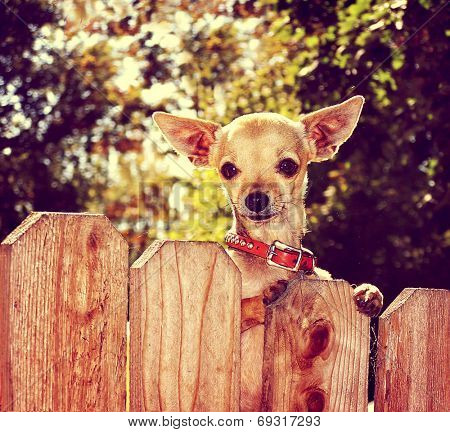  a cute chihuahua looking over a fence toned with a retro vintage instagram filter 