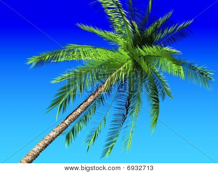 Palm a modrá obloha