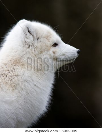 Artic Fox
