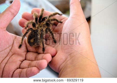 Tarantula