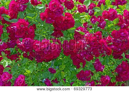 Bush Of Beautiful Red Park Roses