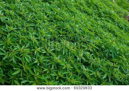 Young cannabis