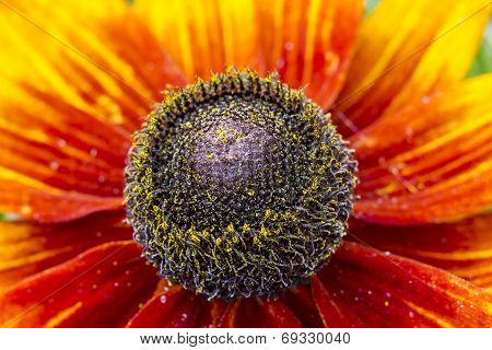 Rudbeckia Flower Close Up