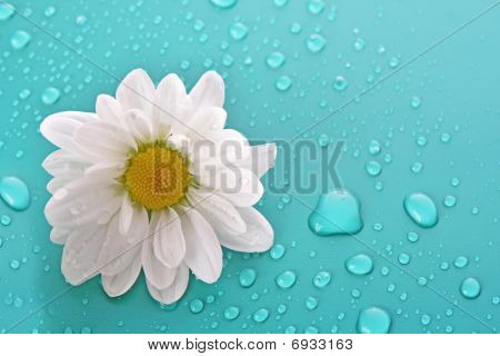 เวอร์ฟิลด์สีขาวบนพื้นหลังสีน้ำเงิน