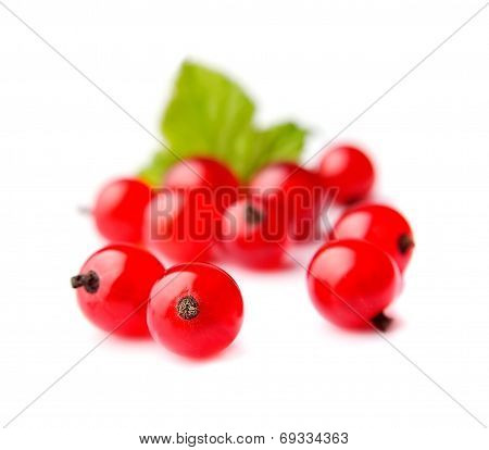 Red Cuurants