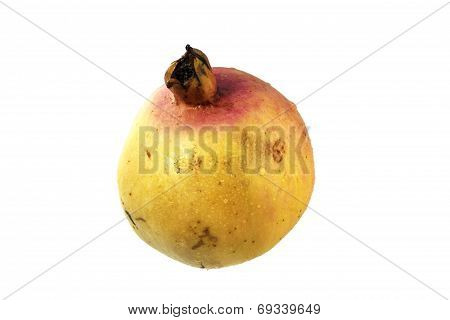 Punica Granatum