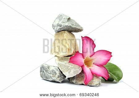 isolated white background. pink flower and stones