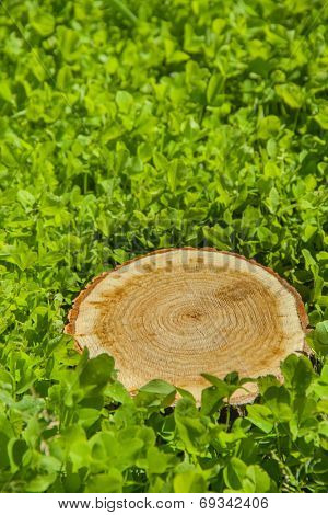 tree stump on the green grass, top view