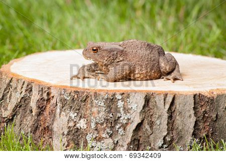 frog on the tree stump and green grass