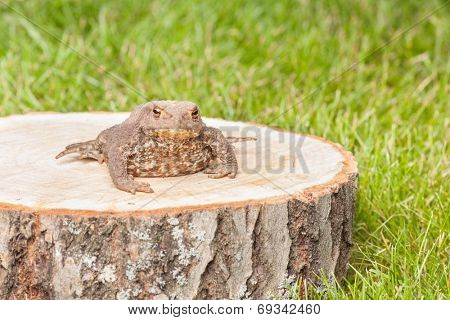 frog on the tree stump and green grass