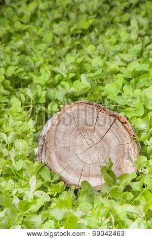 tree stump on the green grass