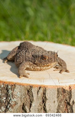 frog on the tree stump and green grass