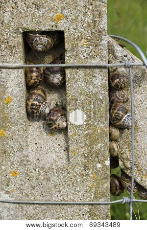 Garden Snails, Helix Aspersa, Group Nestling On A Concrete Post, Macro.