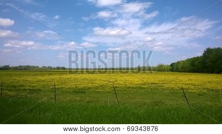 Golden Rural Louisiana