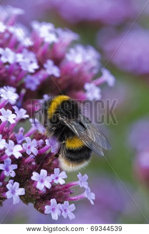 Bee On Verbena Bonariensis