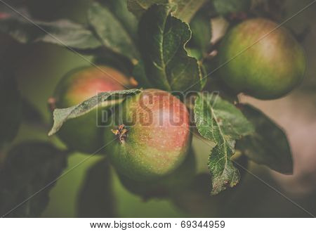 Pearmain apples on tree