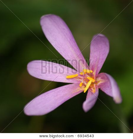 Starflower