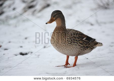 Anatra nella neve