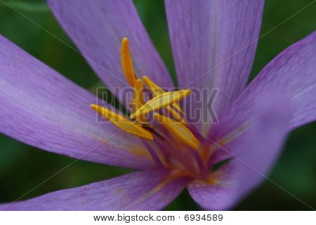 Autumn Crocus