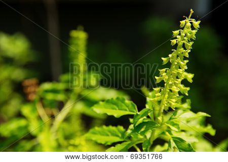 Holy basil flower