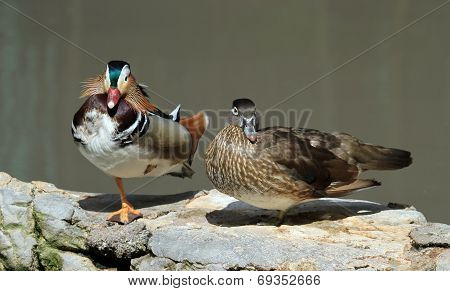 Male and female mandarin ducks, aix galericulata
