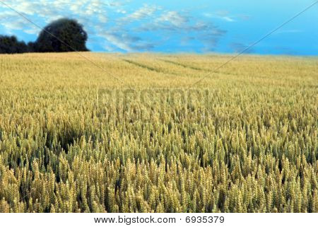 Wheatfield