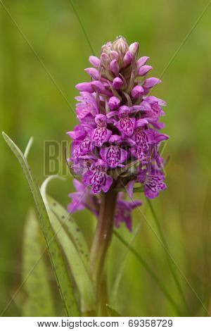 Baltic Marsh-orchid, Dactylorhiza baltica
