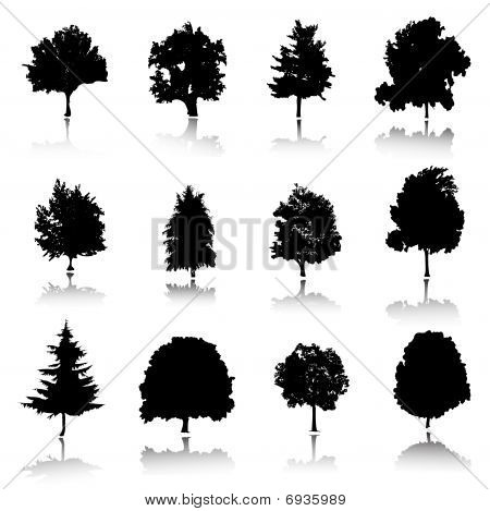 シルエットの木