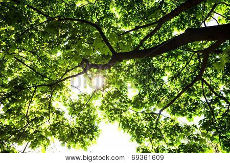 Silhouette Of Green Maple Tree