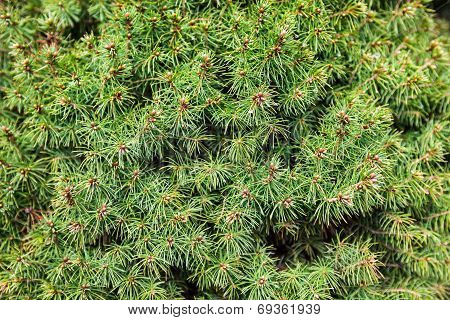 Evergreen Juniper Branches