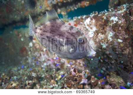 Grey Triggerfish Portrait