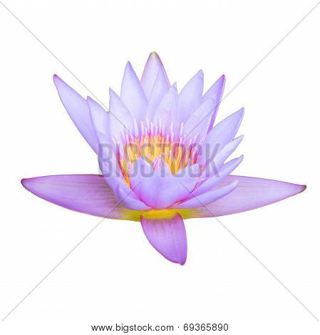 Lotus Flower